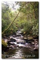Stream in Killarney National Park