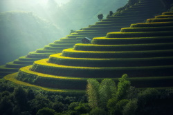 Green terraces